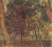 Study of Pine Trees (nn04) Vincent Van Gogh